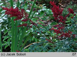 Astilbe ×rosea Glut