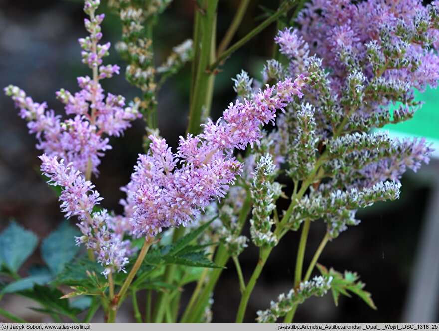 Astilbe ×rosea Opal