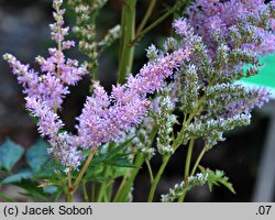 Astilbe ×rosea Opal