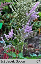 Astilbe ×rosea Opal