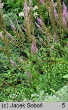 Astilbe chinensis (tawułka Davida)