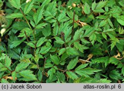 Astilbe chinensis var. pumila (tawułka chińska)