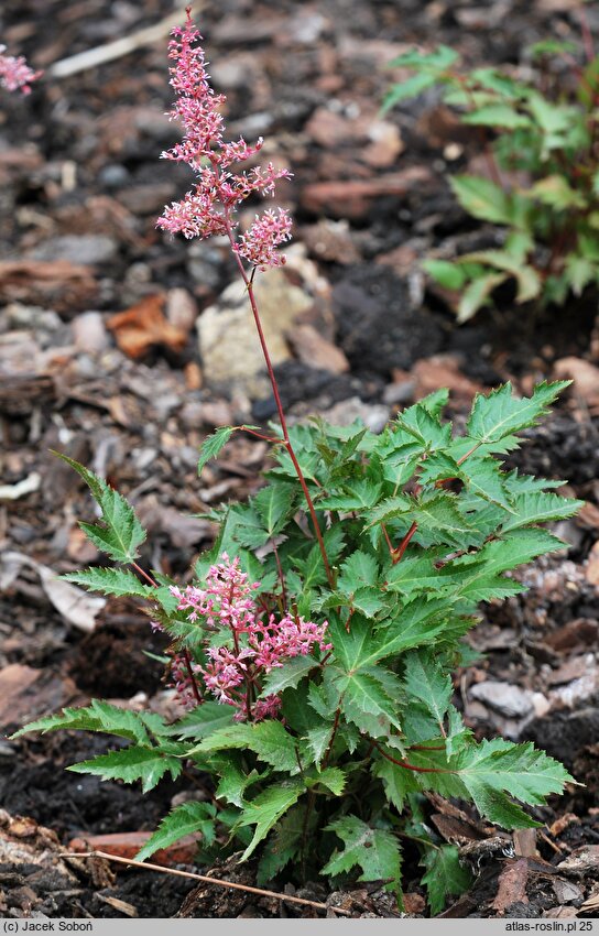 Astilbe Bronce Elegans