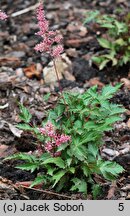 Astilbe Bronce Elegans