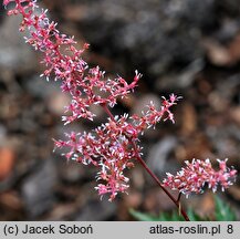 Astilbe Bronce Elegans