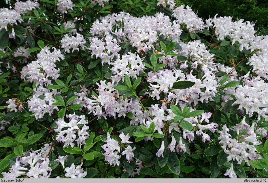 Rhododendron hort. Fragrans