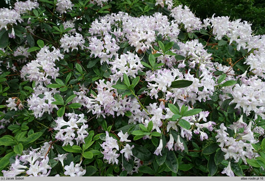 Rhododendron Fragrans