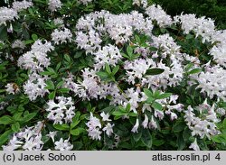 Rhododendron hort. Fragrans