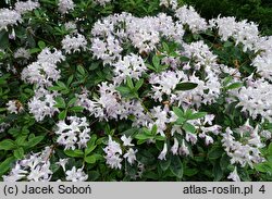 Rhododendron Fragrans