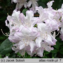 Rhododendron Fragrans