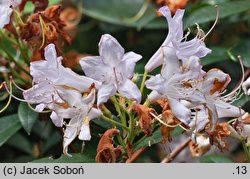 Rhododendron Fragrans