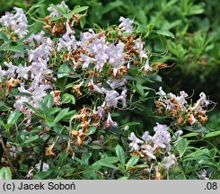 Rhododendron Fragrans