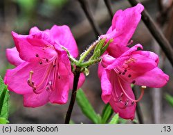 Rhododendron albrechtii