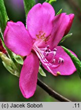 Rhododendron albrechtii