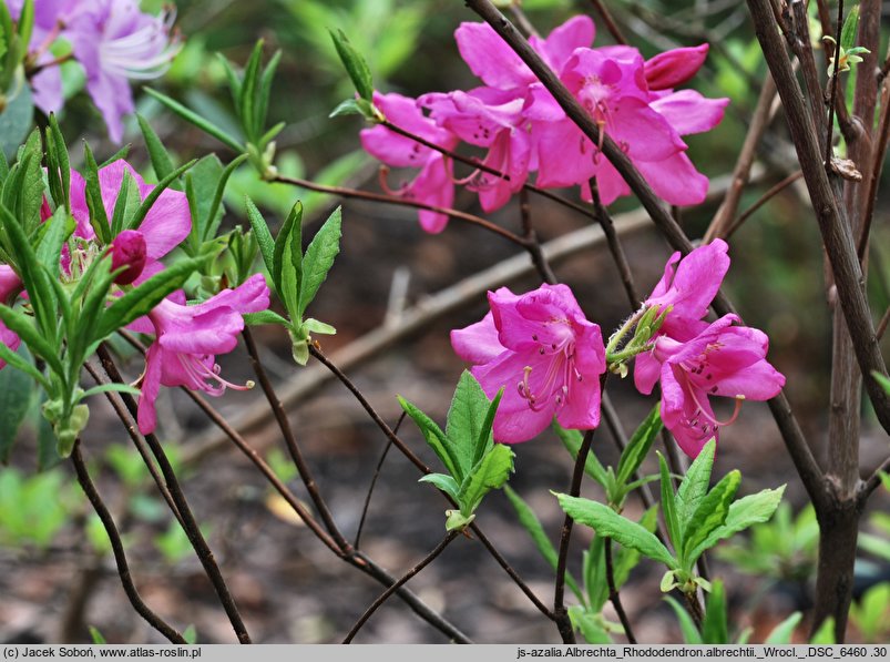 Rhododendron albrechtii