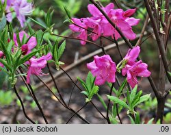 Rhododendron albrechtii