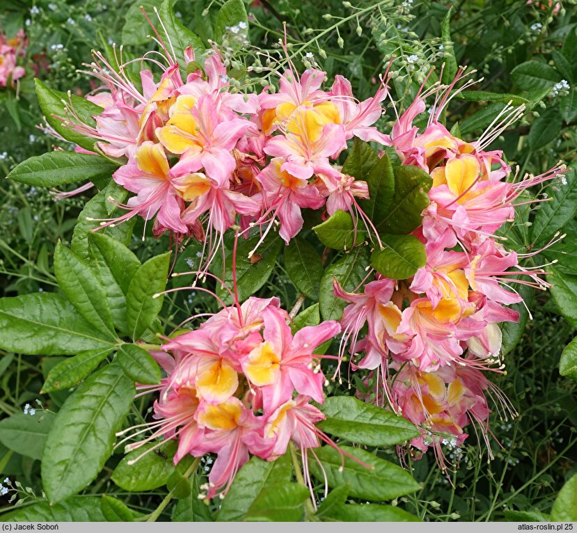 Rhododendron ×bakeri