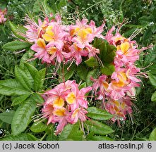 Rhododendron ×bakeri