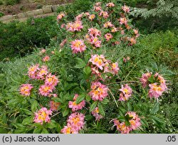 Rhododendron ×bakeri