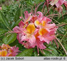 Rhododendron ×bakeri