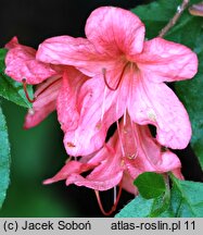 Rhododendron kaempferi