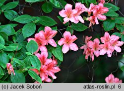 Rhododendron kaempferi