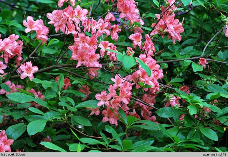 Rhododendron kaempferi