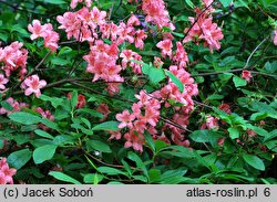 Rhododendron kaempferi