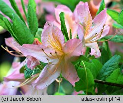 Rhododendron ×kosterianum (azalie grupy Mollis)