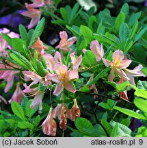 Rhododendron ×kosterianum (azalie grupy Mollis)