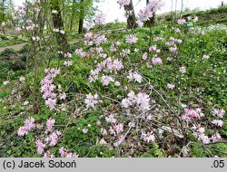 Rhododendron vaseyi (azalia Vasey'a)