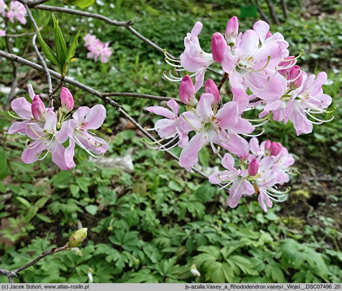 Rhododendron vaseyi (azalia Vasey'a)