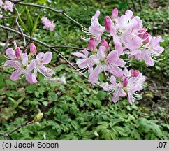 Rhododendron vaseyi (azalia Vasey'a)