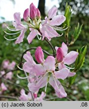 Rhododendron vaseyi (azalia Vasey'a)