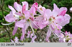 Rhododendron vaseyi (azalia Vasey'a)