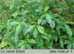 Rhododendron vaseyi (azalia Vasey'a)