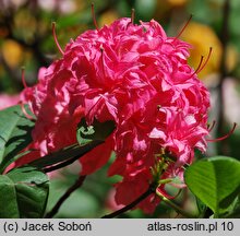 Rhododendron hort. Homebush