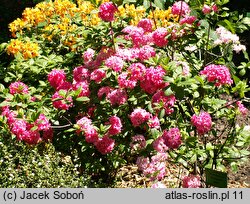Rhododendron hort. Homebush