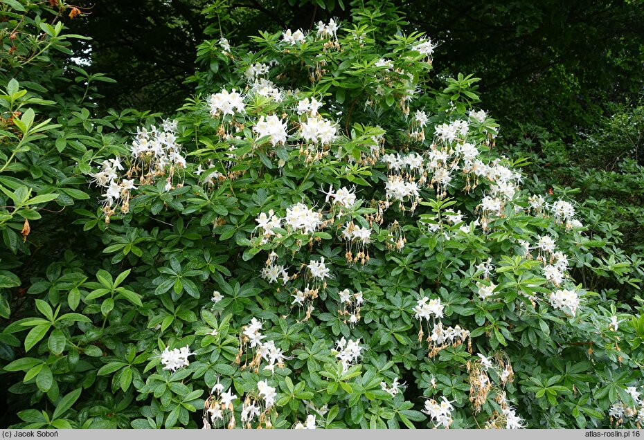 Rhododendron arborescens (azalia drzewkowata)