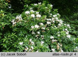 Rhododendron arborescens (azalia drzewkowata)