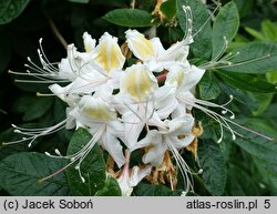 Rhododendron arborescens (azalia drzewkowata)