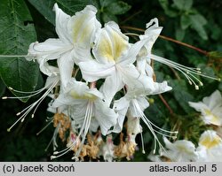 Rhododendron arborescens (azalia drzewkowata)