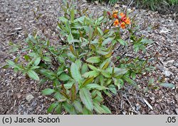 Rhododendron austrinum ‘Don's Variegated’ (azalia florydzka 'Don's Variegated')