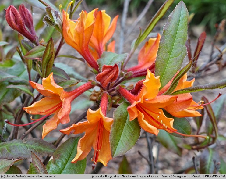 Rhododendron austrinum ‘Don's Variegated’ (azalia florydzka 'Don's Variegated')