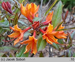 Rhododendron austrinum ‘Don's Variegated’ (azalia florydzka 'Don's Variegated')