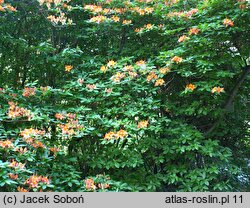 Rhododendron gandavense (azalia gandawska)