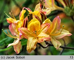 Rhododendron gandavense (azalia gandawska)