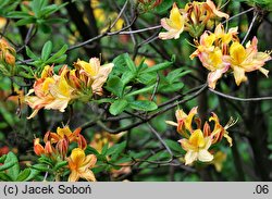 Rhododendron gandavense (azalia gandawska)