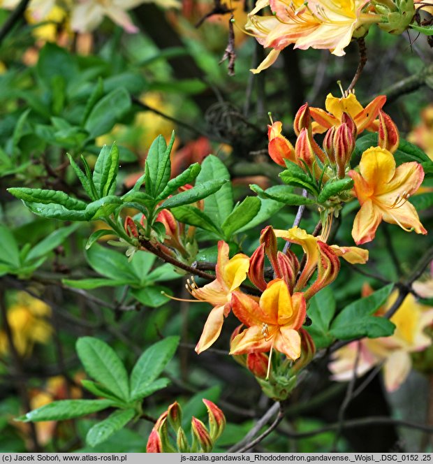 Rhododendron gandavense (azalia gandawska)