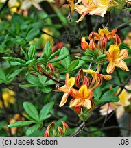 Rhododendron gandavense (azalia gandawska)